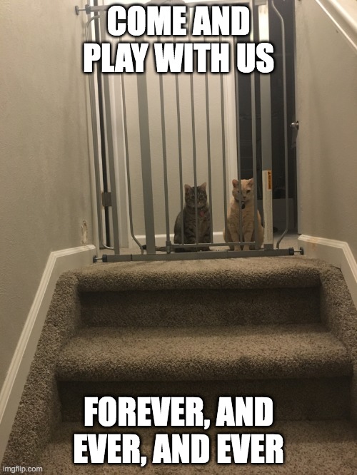 Shining Cats | COME AND PLAY WITH US; FOREVER, AND EVER, AND EVER | image tagged in cats,the shining | made w/ Imgflip meme maker