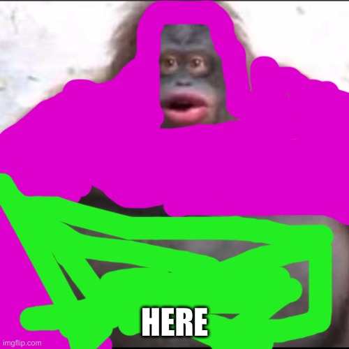 fat monkey | HERE | image tagged in fat monkey | made w/ Imgflip meme maker