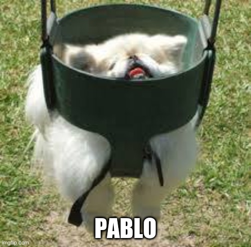 doggo is stuck |  PABLO | image tagged in memes | made w/ Imgflip meme maker