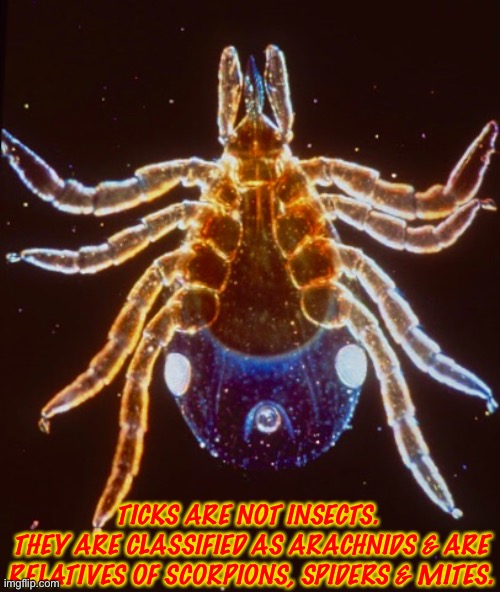 Ticks aren’t Bugs |  TICKS ARE NOT INSECTS. 
THEY ARE CLASSIFIED AS ARACHNIDS & ARE RELATIVES OF SCORPIONS, SPIDERS & MITES. | image tagged in ticks,lyme disease | made w/ Imgflip meme maker