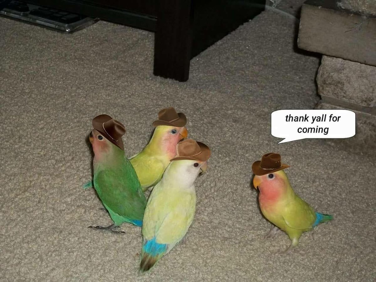 4 birds Blank Meme Template