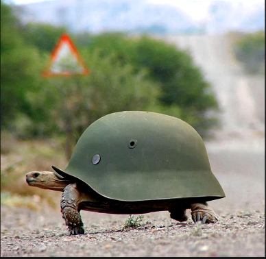High Quality Panzer turtle (From Dark theme meme) Blank Meme Template