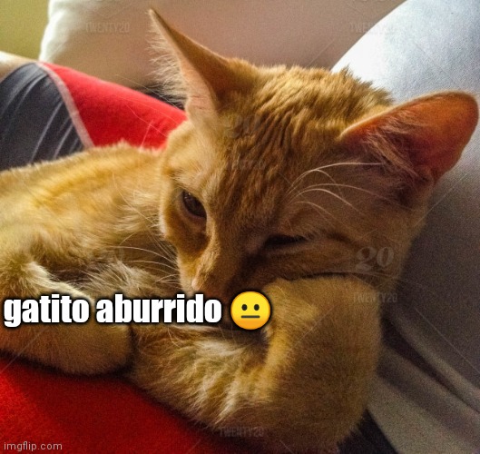 gatito aburrido 😐 | made w/ Imgflip meme maker