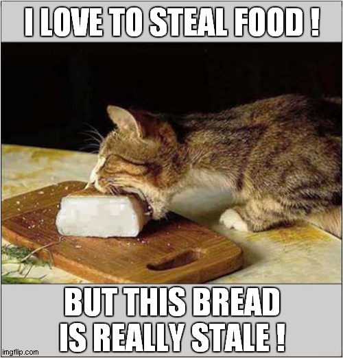 Cat stealing bread sale