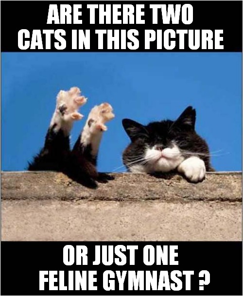 Cats Over The Edge ? | ARE THERE TWO CATS IN THIS PICTURE; OR JUST ONE   FELINE GYMNAST ? | image tagged in cats,gymnast | made w/ Imgflip meme maker
