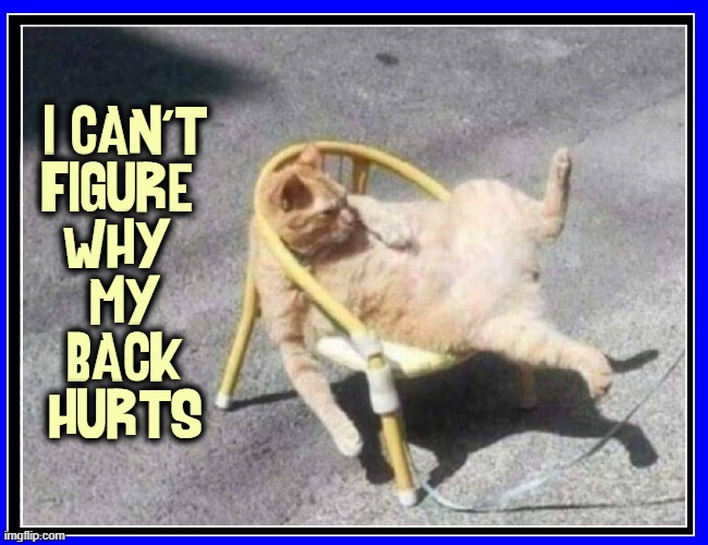 My Cat Must Be Sneaking Booze | I CAN'T
FIGURE 
WHY 
MY
BACK
HURTS | image tagged in vince vance,cats,posture,i love cats,meow,memes | made w/ Imgflip meme maker