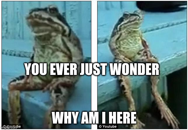fwog | YOU EVER JUST WONDER; WHY AM I HERE | image tagged in fwog | made w/ Imgflip meme maker