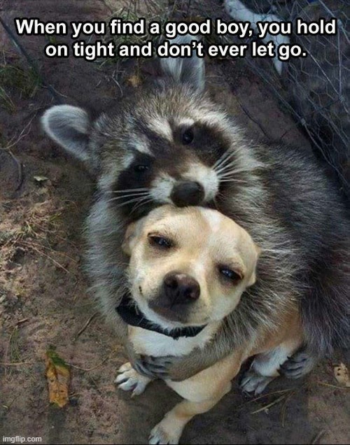 Raccoon hugging dog | image tagged in raccoon hugging dog | made w/ Imgflip meme maker