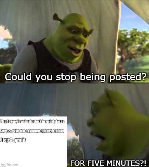 shrek five minutes | Could you stop being posted? FOR FIVE MINUTES?! | image tagged in shrek five minutes | made w/ Imgflip meme maker