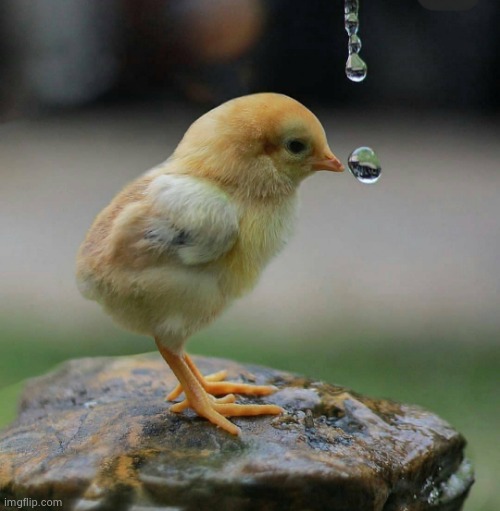 Nature's fountain | image tagged in birds,stay thirsty,nature | made w/ Imgflip meme maker