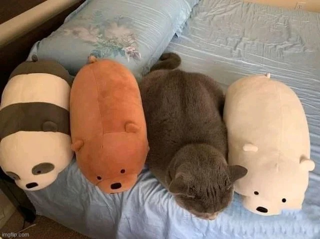Blessed Family! :D | image tagged in cats,bears,ig,funny,cute,hi | made w/ Imgflip meme maker