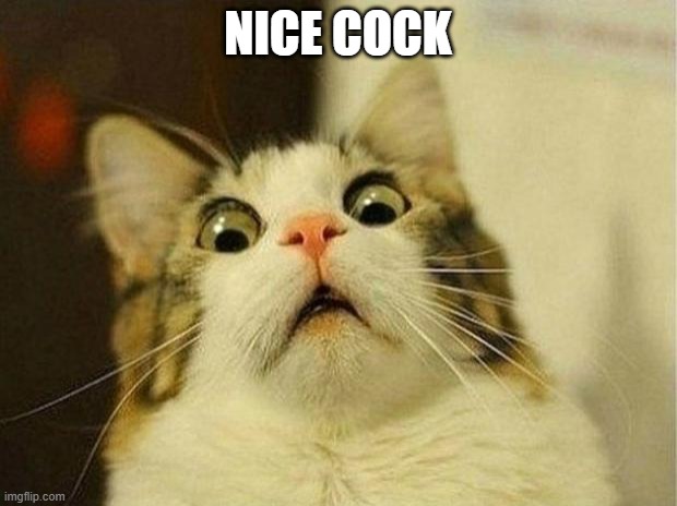 Scared Cat Meme | NICE COCK | image tagged in memes,scared cat | made w/ Imgflip meme maker