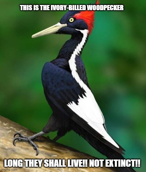 Woodpecker | THIS IS THE IVORY-BILLED WOODPECKER; LONG THEY SHALL LIVE!! NOT EXTINCT!! | image tagged in birds | made w/ Imgflip meme maker