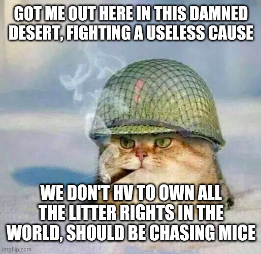 War Cat |  GOT ME OUT HERE IN THIS DAMNED DESERT, FIGHTING A USELESS CAUSE; WE DON'T HV TO OWN ALL THE LITTER RIGHTS IN THE WORLD, SHOULD BE CHASING MICE | image tagged in war cat | made w/ Imgflip meme maker