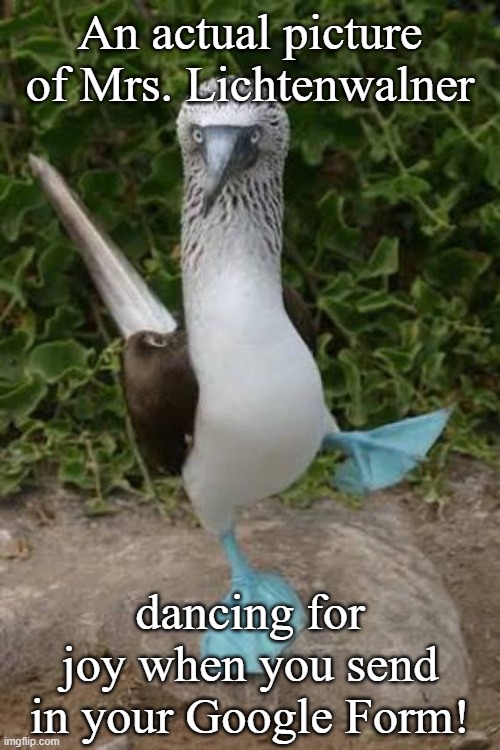 blue footed boobie dancing | An actual picture of Mrs. Lichtenwalner; dancing for joy when you send in your Google Form! | image tagged in blue footed boobie dancing | made w/ Imgflip meme maker