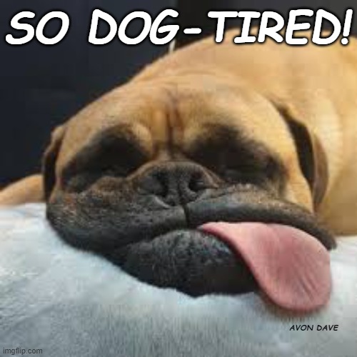 DOG-TIRED | SO DOG-TIRED! AVON DAVE | image tagged in tired,exhausted,knackered,no sleep,cute dog,sleeping | made w/ Imgflip meme maker