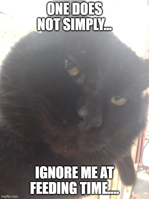 ONE DOES NOT SIMPLY... IGNORE ME AT FEEDING TIME.... | image tagged in cats,funny cats,funny memes | made w/ Imgflip meme maker