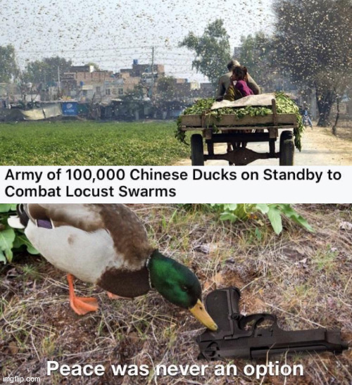 image tagged in ducks | made w/ Imgflip meme maker