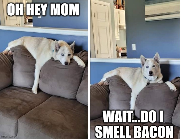 Bacon | OH HEY MOM; WAIT...DO I 
SMELL BACON | image tagged in memes,bacon,dogs,dog,food,chinese food | made w/ Imgflip meme maker