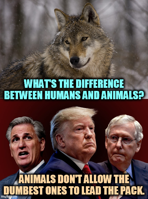 WHAT'S THE DIFFERENCE BETWEEN HUMANS AND ANIMALS? ANIMALS DON'T ALLOW THE DUMBEST ONES TO LEAD THE PACK. | image tagged in mccarthy trump mcconnell evil bad for america,animals,smart,humans,dumb,republicans | made w/ Imgflip meme maker