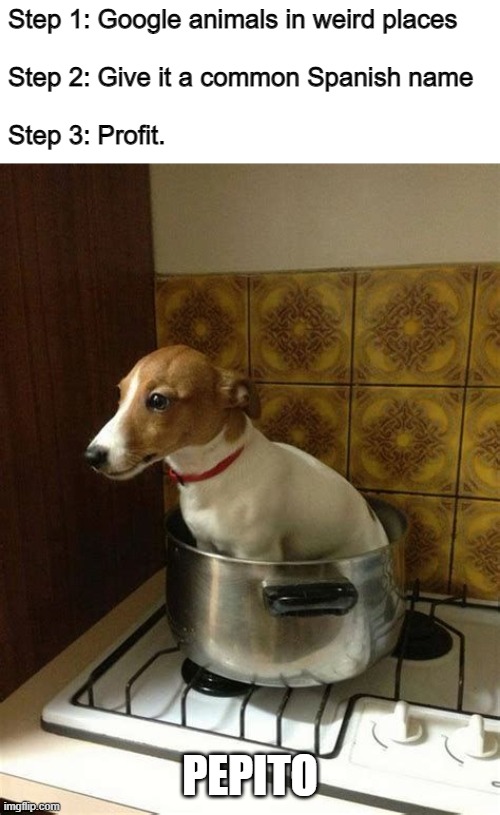 Or Pupito? |  Step 1: Google animals in weird places
 
Step 2: Give it a common Spanish name
 
Step 3: Profit. PEPITO | image tagged in animals in weird places,funny,memes,dog,spanish | made w/ Imgflip meme maker