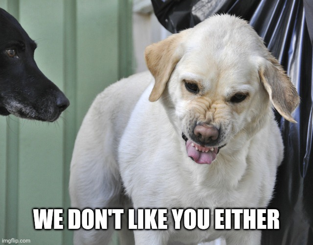 bad taste mouth dog | WE DON'T LIKE YOU EITHER | image tagged in bad taste mouth dog | made w/ Imgflip meme maker