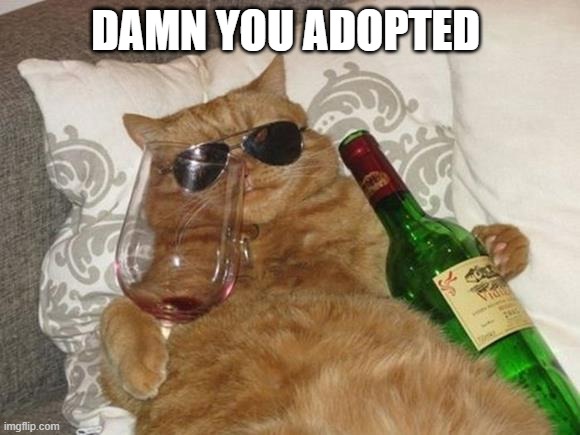 Funny Cat Birthday | DAMN YOU ADOPTED | image tagged in funny cat birthday | made w/ Imgflip meme maker