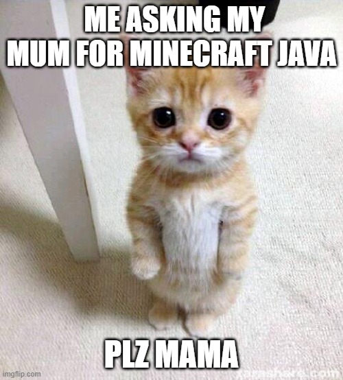 please mum | ME ASKING MY MUM FOR MINECRAFT JAVA; PLZ MAMA | image tagged in memes,cute cat,minecraft | made w/ Imgflip meme maker