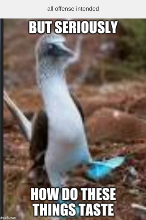 *AvaBloobird has entered the chat* | made w/ Imgflip meme maker