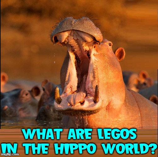 OW!  Damnit... just stepped on my kid's croc |  WHAT ARE LEGOS IN THE HIPPO WORLD? | image tagged in vince vance,hippopotamus,hippo,memes,legos | made w/ Imgflip meme maker