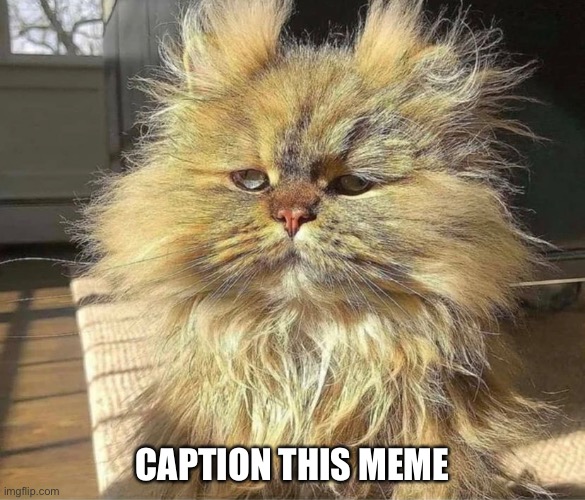Caption this | CAPTION THIS MEME | image tagged in cats,warrior cats,writersblock | made w/ Imgflip meme maker