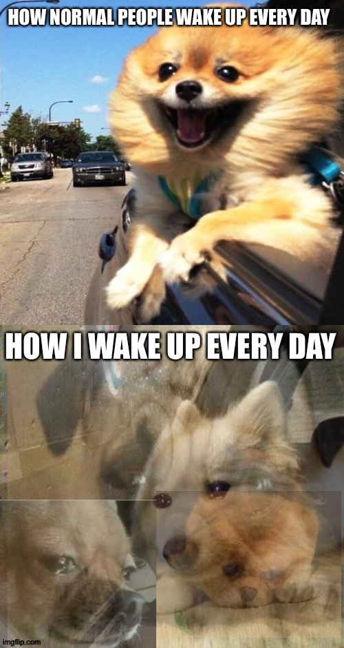 *fat sadness noises* | HOW NORMAL PEOPLE WAKE UP EVERY DAY; HOW I WAKE UP EVERY DAY | image tagged in sad dog,crying dog,depression,crying | made w/ Imgflip meme maker