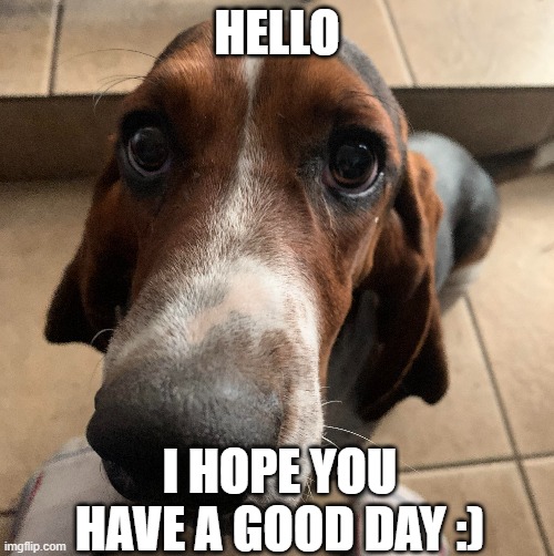 Cute | HELLO; I HOPE YOU HAVE A GOOD DAY :) | image tagged in cute,puppy,funny | made w/ Imgflip meme maker
