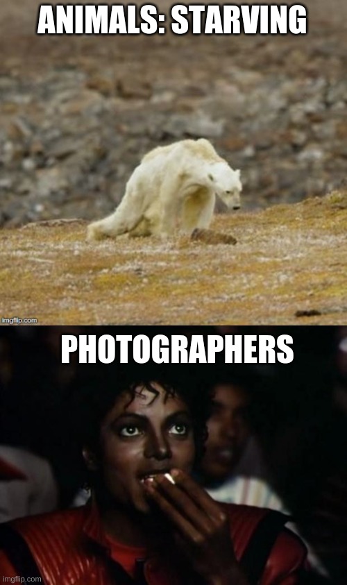 still day one of me not having any titles for a meme but this is the second one today |  ANIMALS: STARVING; PHOTOGRAPHERS | image tagged in polar bear,memes,michael jackson popcorn | made w/ Imgflip meme maker