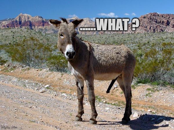 What? | ......WHAT ? | image tagged in donkey dong | made w/ Imgflip meme maker