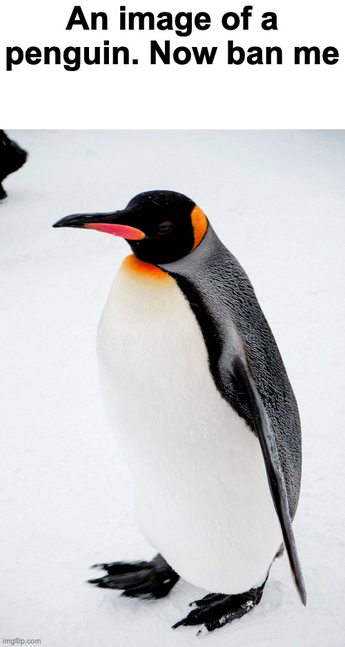 An image of a penguin. Now ban me | made w/ Imgflip meme maker