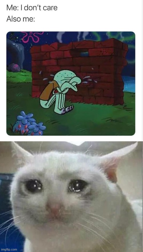 when I say IDC | image tagged in crying cat | made w/ Imgflip meme maker