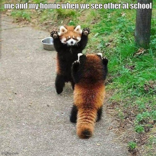 fluffy fox |  me and my homie when we see other at school | image tagged in eyyyy,homies,cute,memes | made w/ Imgflip meme maker