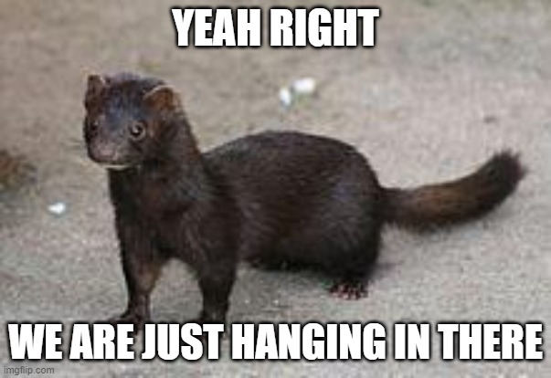 mink | YEAH RIGHT WE ARE JUST HANGING IN THERE | image tagged in mink | made w/ Imgflip meme maker