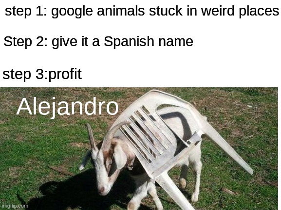 stuck goat | step 1: google animals stuck in weird places; Step 2: give it a Spanish name; step 3:profit; Alejandro | image tagged in google animals stuck in weird places | made w/ Imgflip meme maker