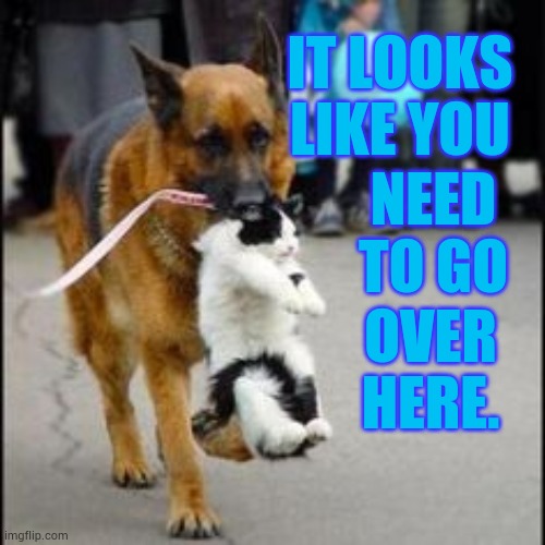 Where Are You Taking Me? | IT LOOKS LIKE YOU; NEED TO GO; OVER HERE. | image tagged in german shepherd dog carry carries carrying cat,memes,cats,what's going on,take that,moves | made w/ Imgflip meme maker