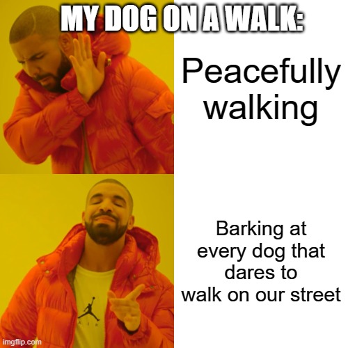 My dog is very territorial | MY DOG ON A WALK:; Peacefully walking; Barking at every dog that dares to walk on our street | image tagged in memes,drake hotline bling | made w/ Imgflip meme maker