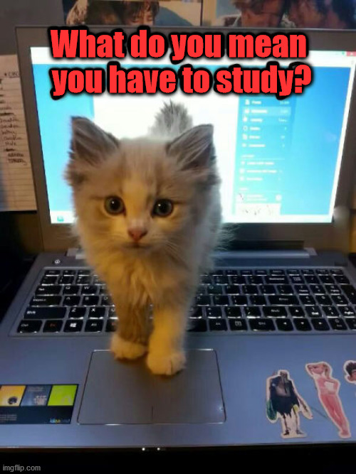 What do you mean
 you have to study? | image tagged in cats | made w/ Imgflip meme maker
