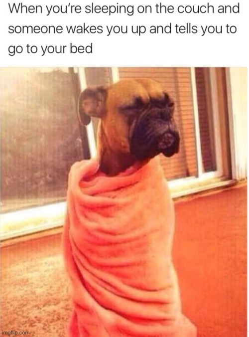 What a sleepy dog :) | image tagged in memes,funny,dogs,sleepy,sleeping,tired | made w/ Imgflip meme maker