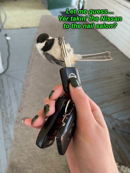 Bird Wants the 4-1-1 | Let me guess… Yer takin’ the Nissan to the nail salon? | image tagged in funny memes,cute birds | made w/ Imgflip meme maker