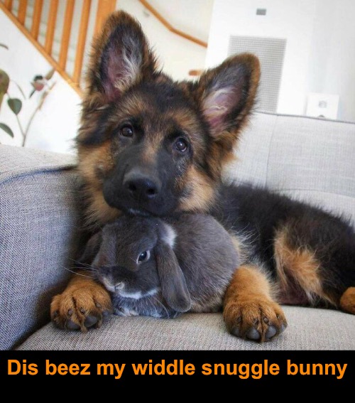 Cuteness 100 | Dis beez my widdle snuggle bunny | image tagged in cute dog,cute dog with a bunny,funny dog memes | made w/ Imgflip meme maker