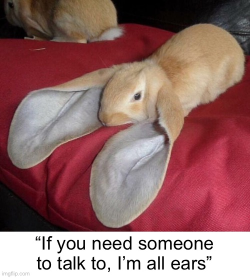 Listen Up | “If you need someone to talk to, I’m all ears” | image tagged in funny memes,cute,bunny | made w/ Imgflip meme maker