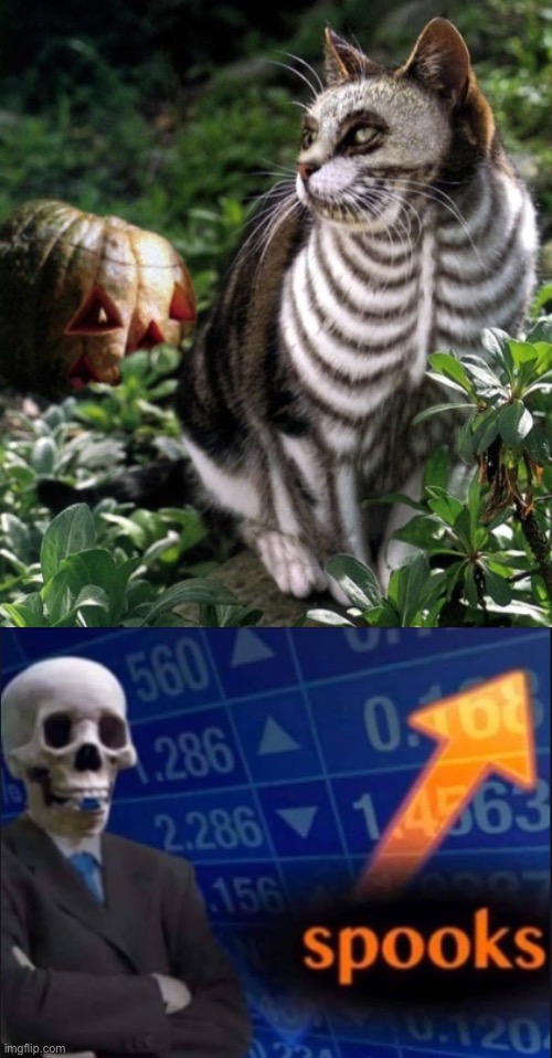 Spooks | image tagged in spooks,stonks,cat,cats,memes,spooktober | made w/ Imgflip meme maker