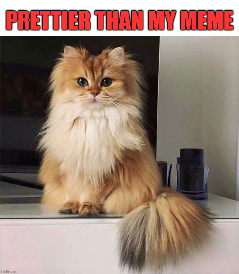 PRETTIER THAN MY MEME | image tagged in cats | made w/ Imgflip meme maker