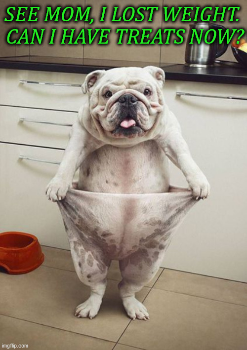 SEE MOM, I LOST WEIGHT. 
CAN I HAVE TREATS NOW? | image tagged in dogs | made w/ Imgflip meme maker